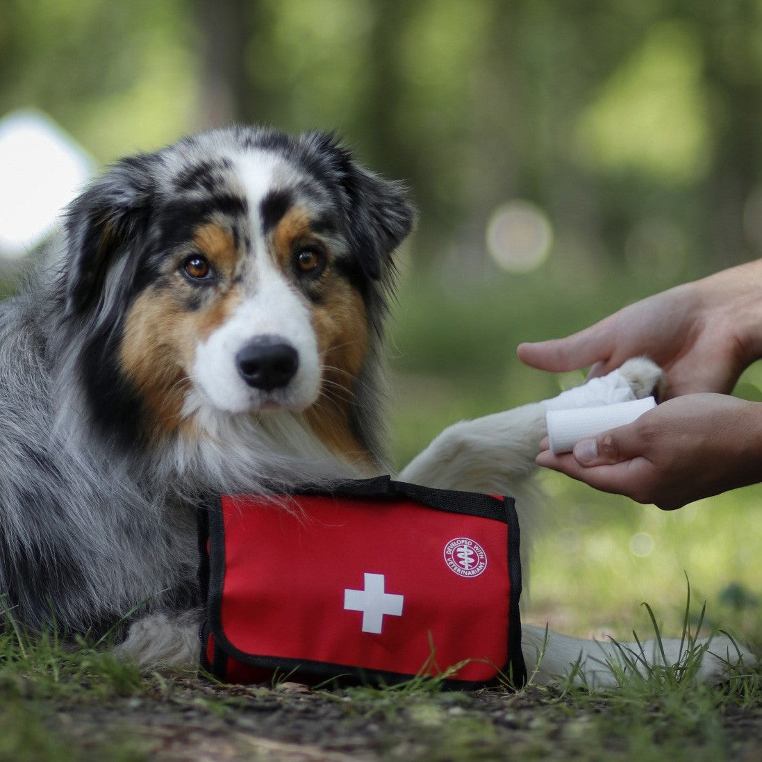 Set premiers soins Premium chien, chat
