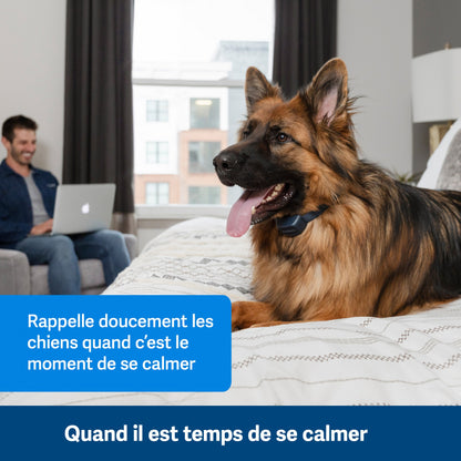 Collier anti-aboiement à signal sonore rechargeable chien