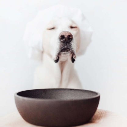 Gamelle Bamboo gris anthracite chien