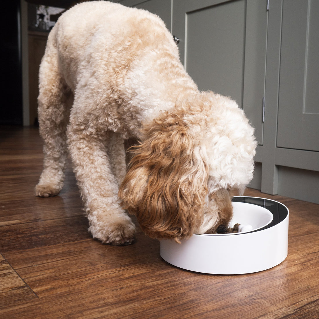 Gamelle balance anti-glouton Easy Weigh chien