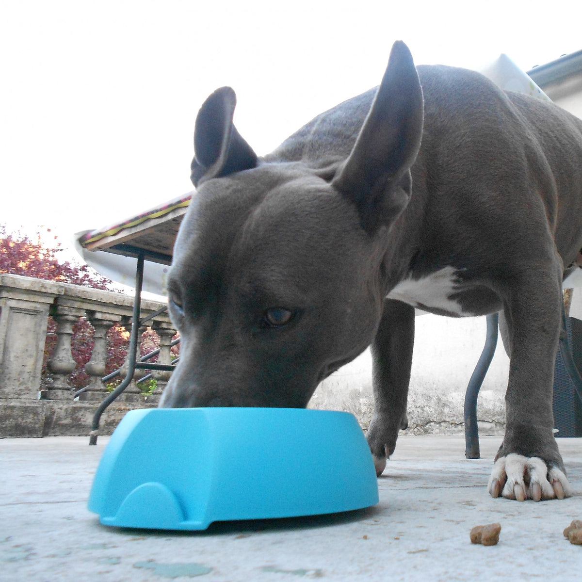 Gamelle Made in France chien