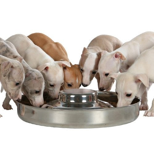 Gamelle chiot