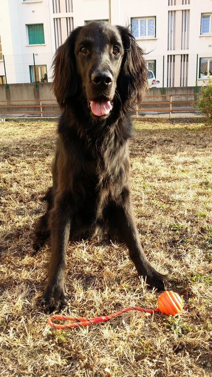 Balle à lancer chien