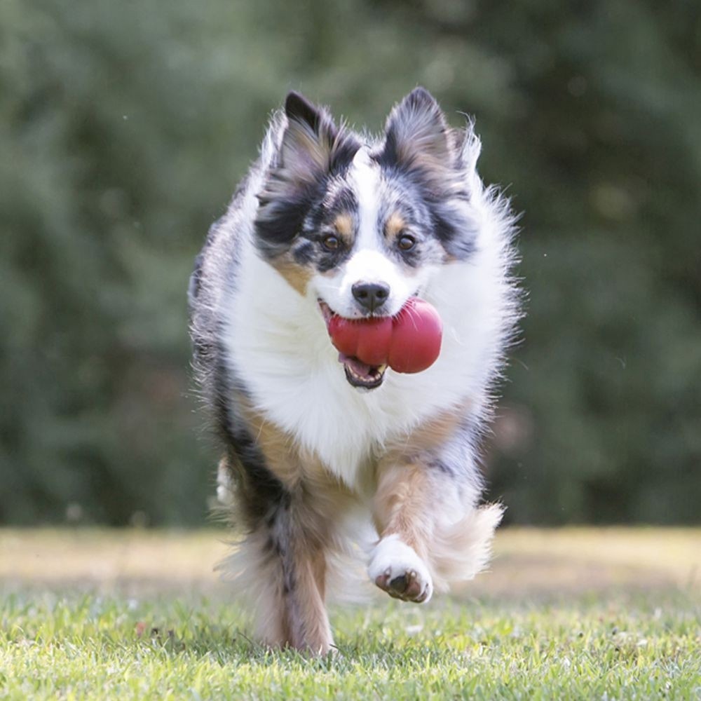Jouet Classic Kong à mâcher chien