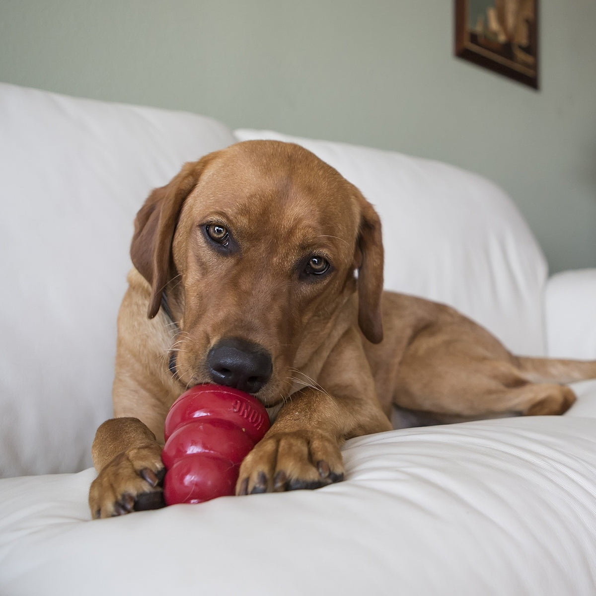 Jouet Classic Kong à mâcher chien