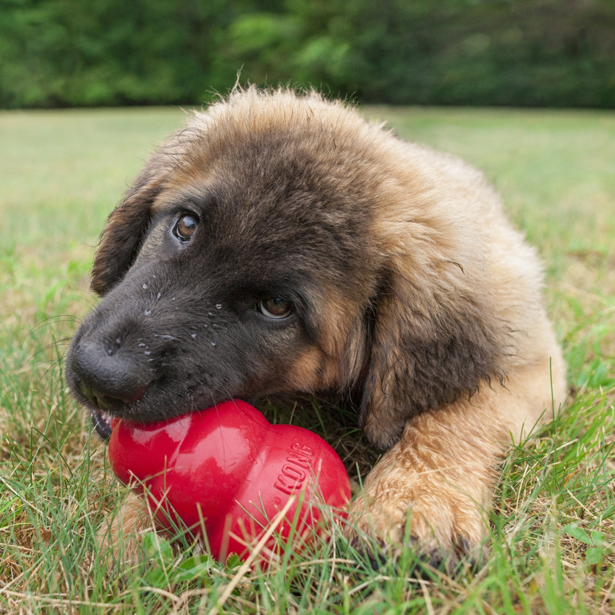 Jouet Classic Kong à mâcher chien