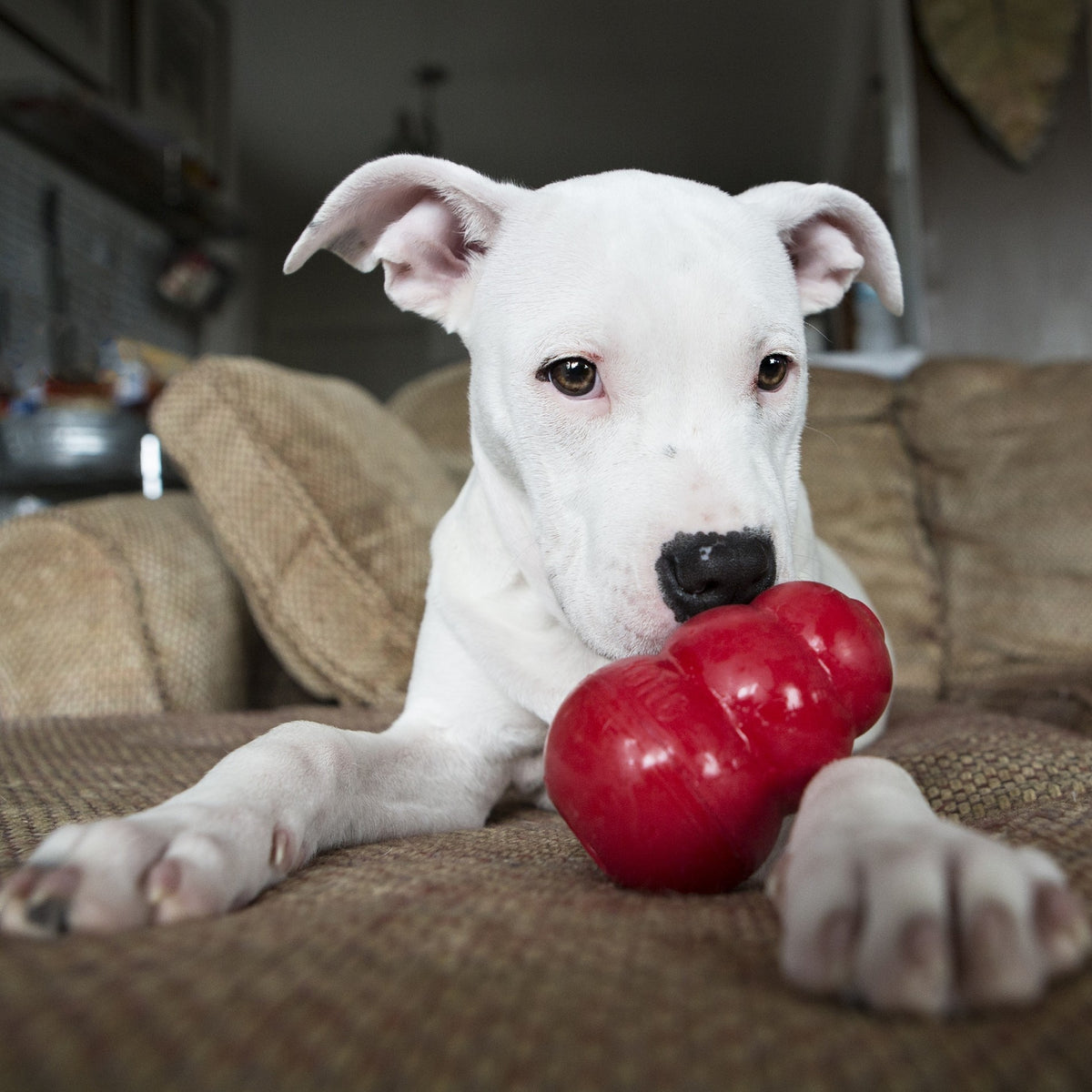 Jouet Classic Kong à mâcher chien