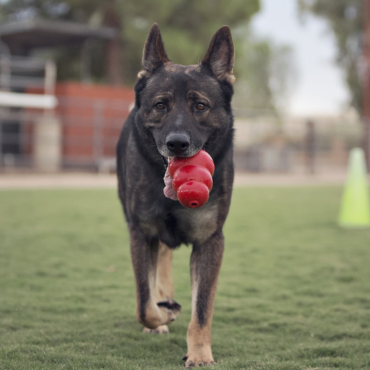 Jouet Classic Kong à mâcher chien