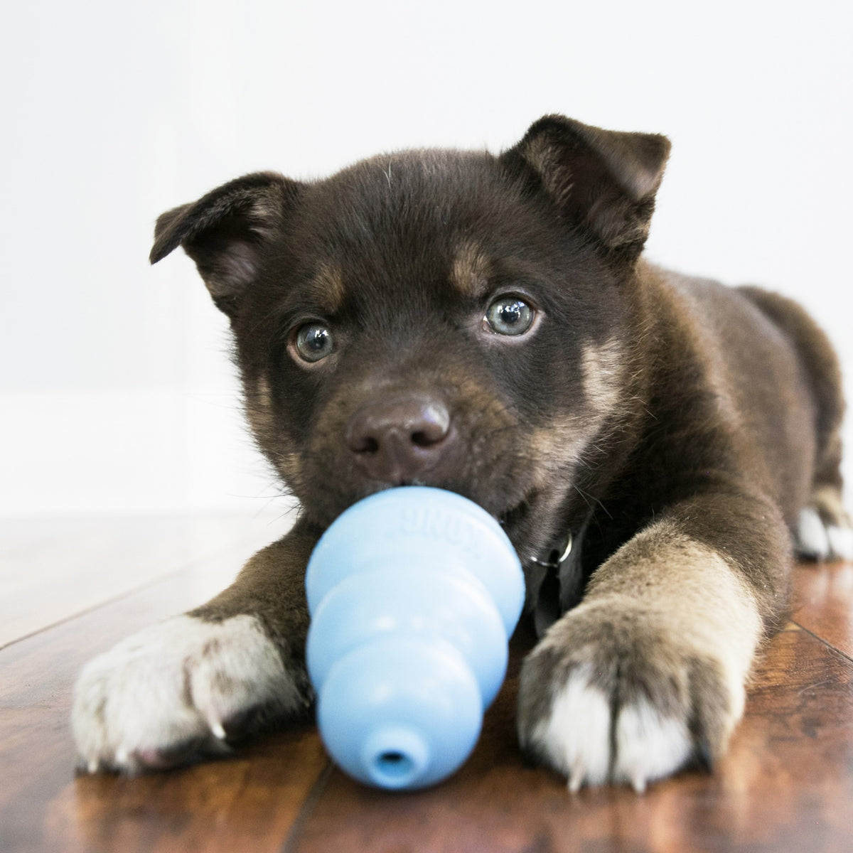 Jouet Kong chiot