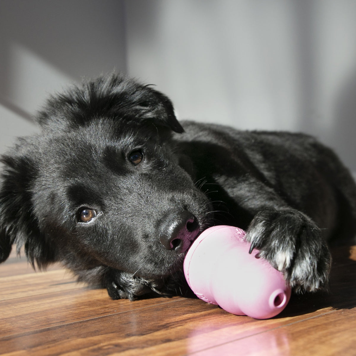 Jouet Kong chiot