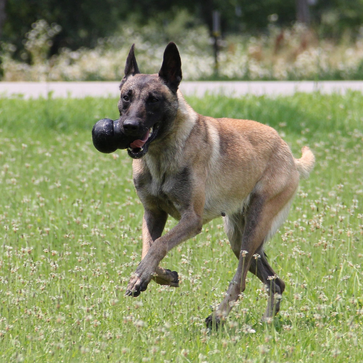 Jouet Extreme Kong à mâcher ultra-résistant chien