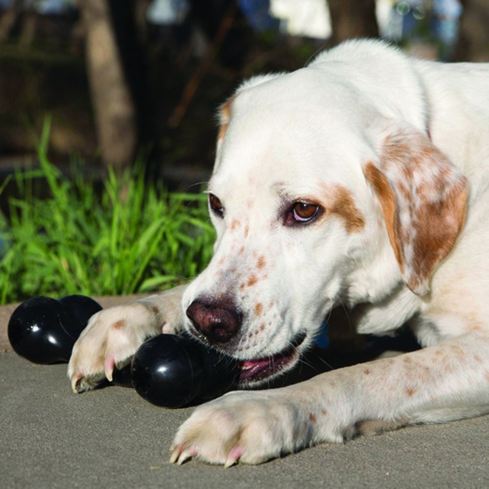 Os jouet à mâcher ultra-résistant Extreme Goodie Bone Kong chien