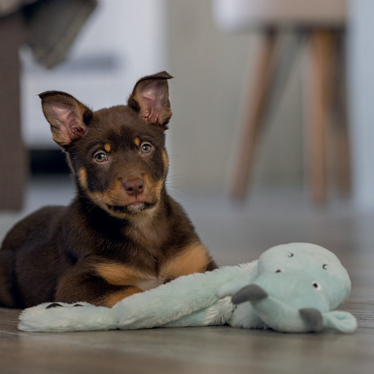 Peluche Dragon chiot