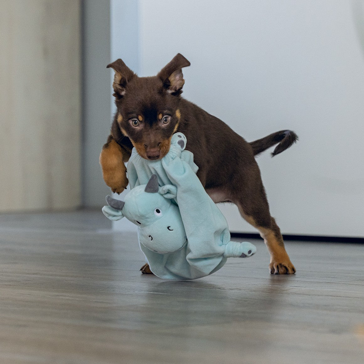 Doudou Dragon chiot