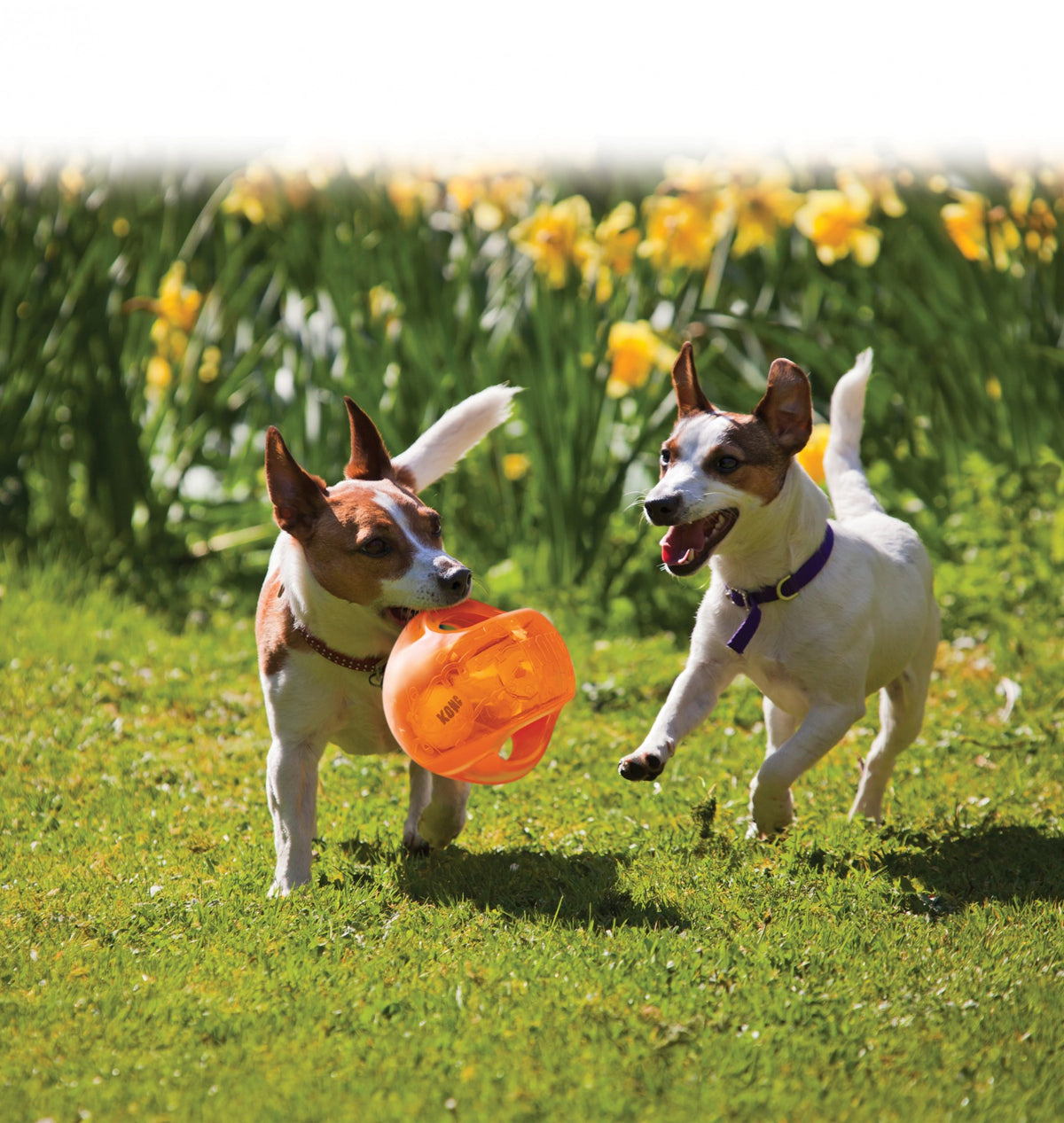 Jumbler Ball Kong avec balle de tennis chien
