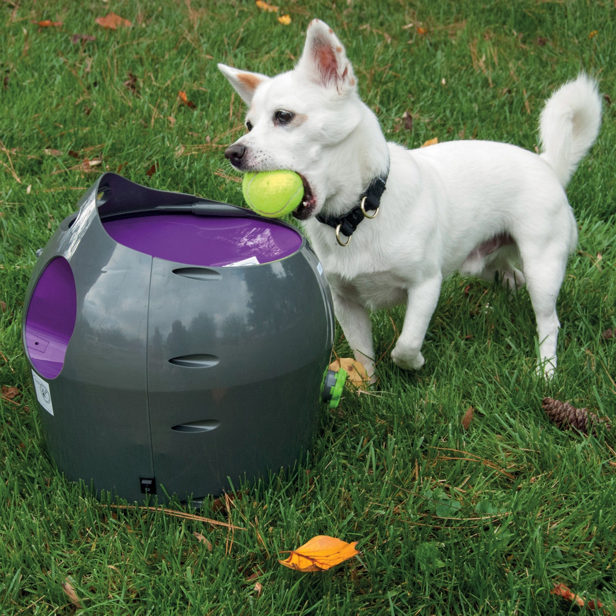 Lanceur de balles automatique chien