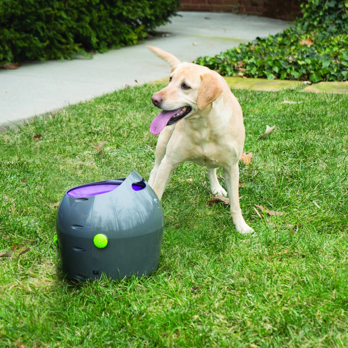 Lanceur de balles automatique chien
