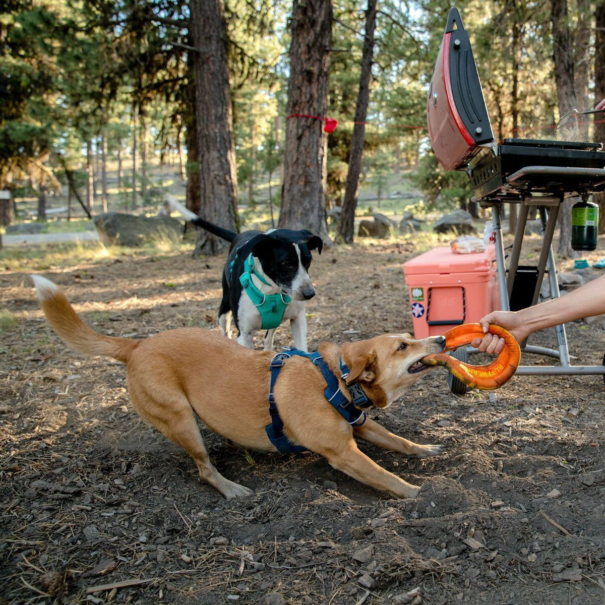 Frisbee Hydro Plane™ chien