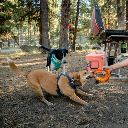 Frisbee Hydro Plane™ chien