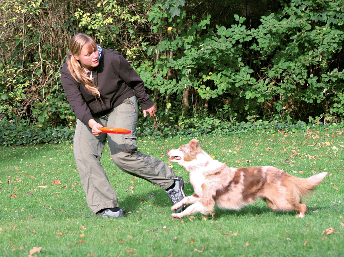 Frisbee Dog Activity chien