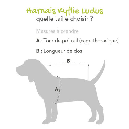 Imperméable Tarbes chien