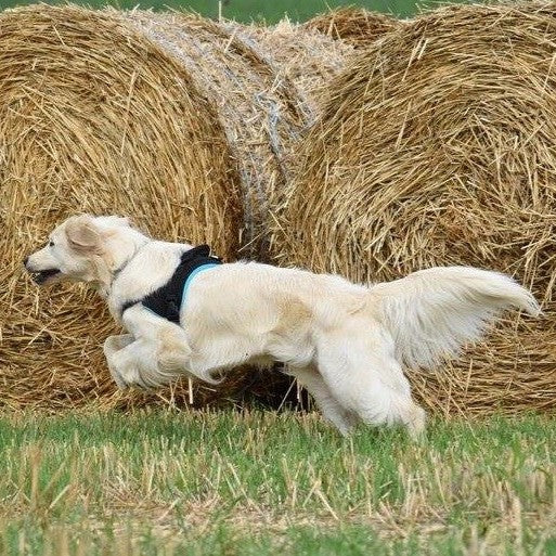 Multi Harnais Classic chien