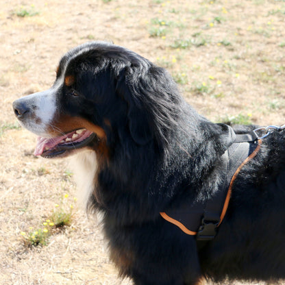 Multi Harnais Classic chien