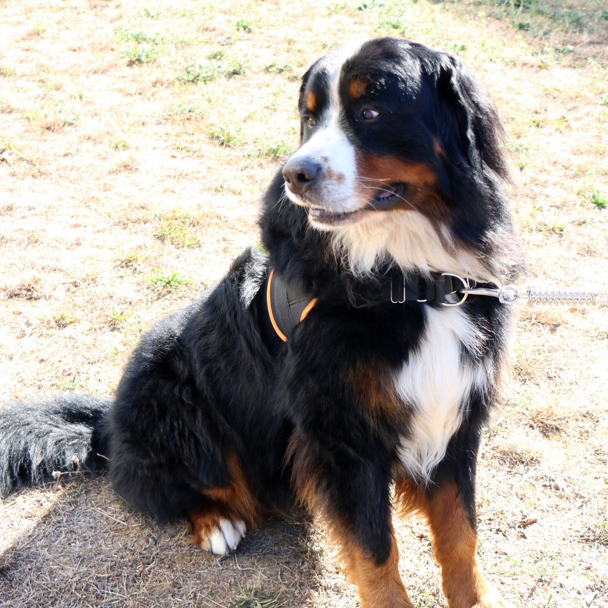 Multi Harnais Classic chien