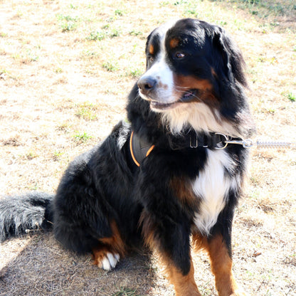 Multi Harnais Classic chien