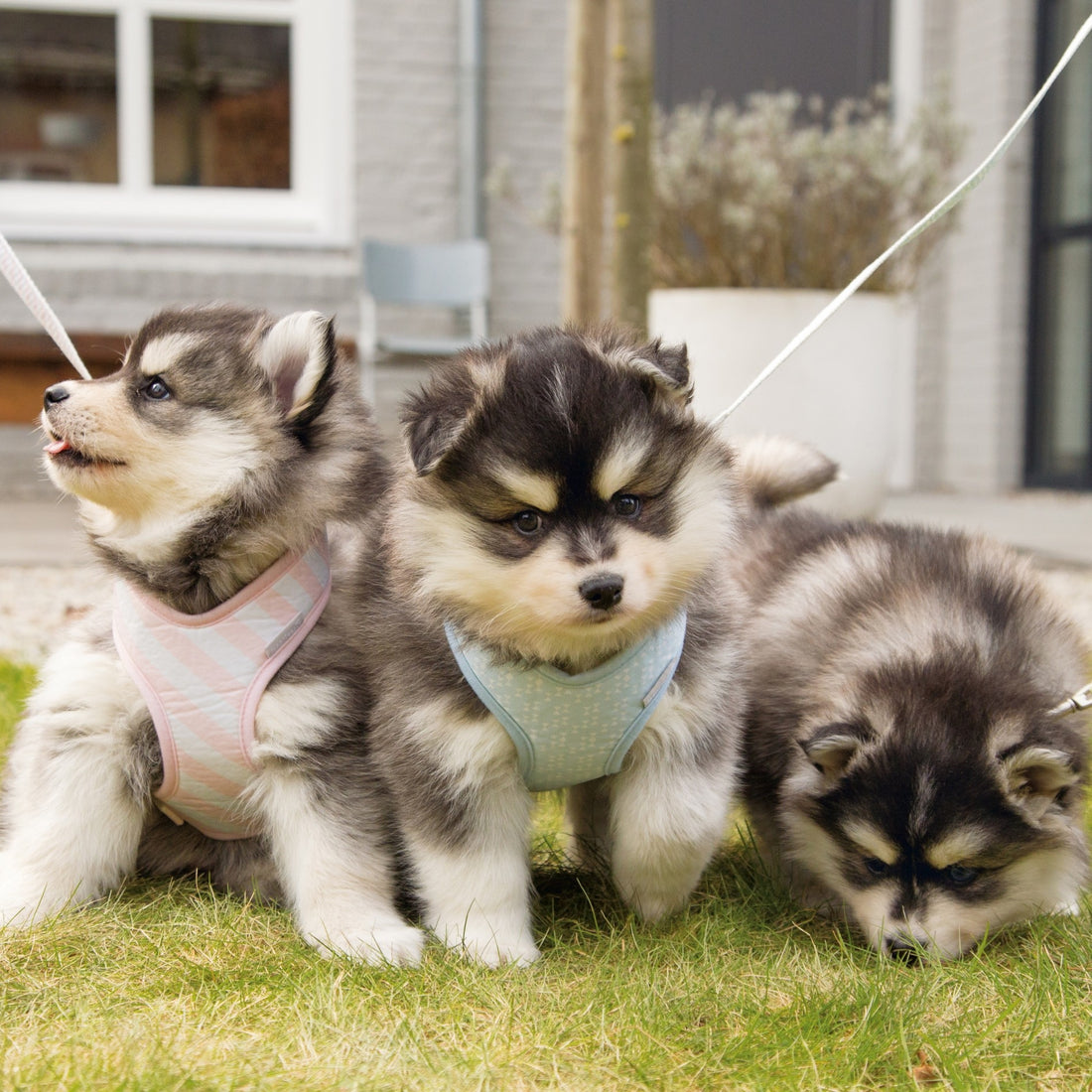 Harnais Filana chien, chiot
