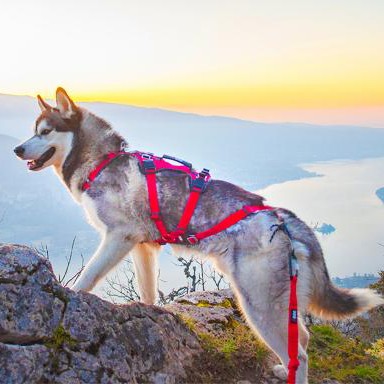 Harnais Confort Trek chien