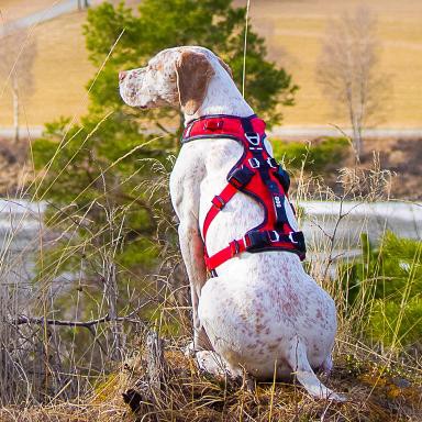 Harnais Confort Trek chien