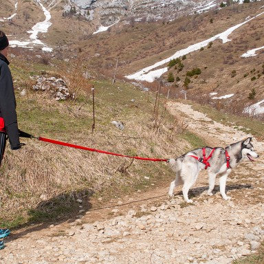 Harnais Confort Trek chien