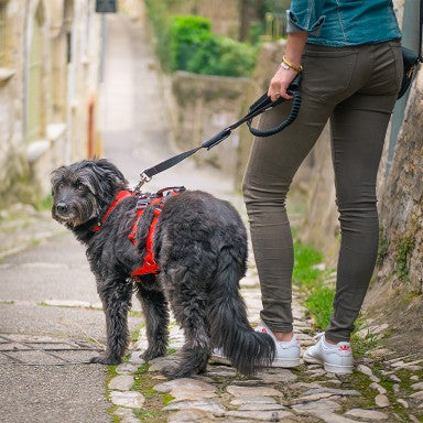 Harnais Confort Trek chien