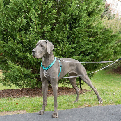 Laisse anti-traction Easywalk chien