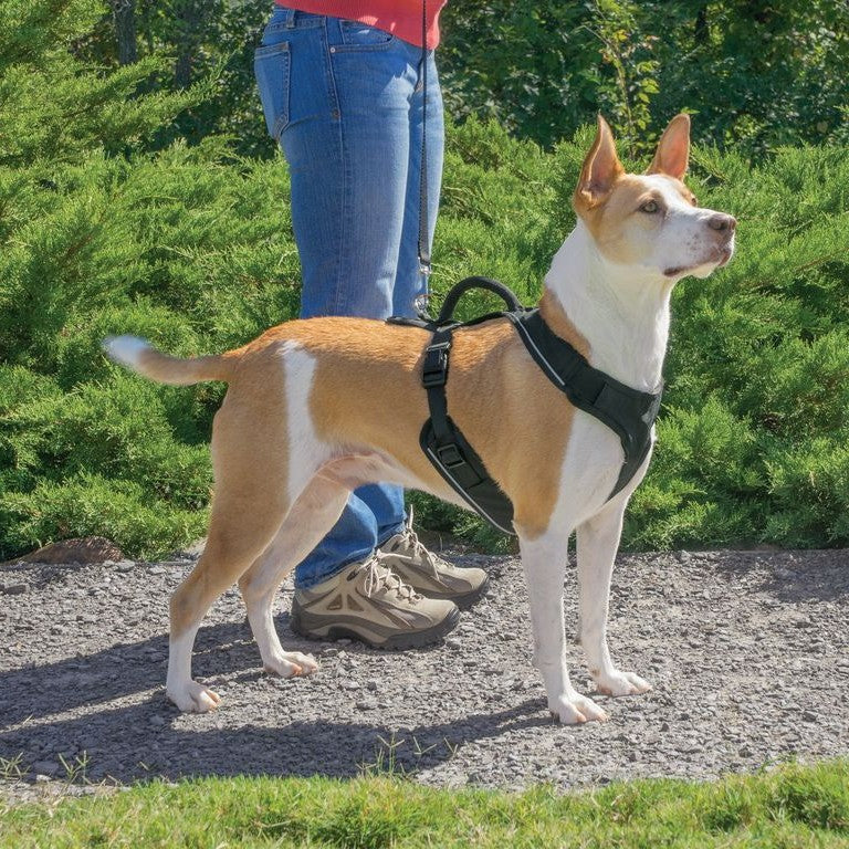 Harnais EasySport chien