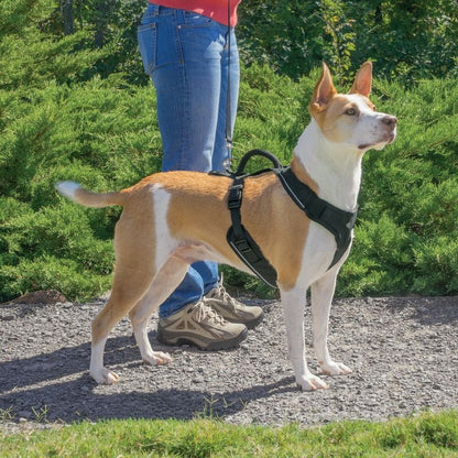 Harnais EasySport chien