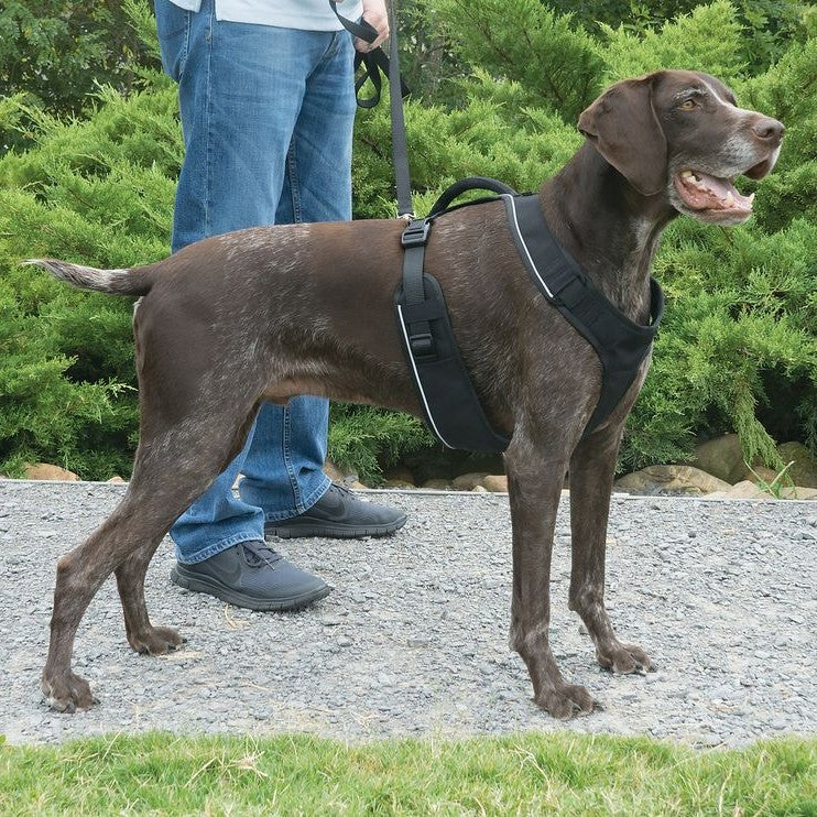 Harnais EasySport chien
