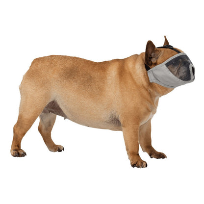 Muselière pour museau court chien