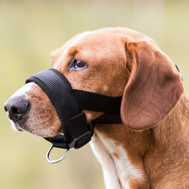 Muselière de dressage rembourrée chien
