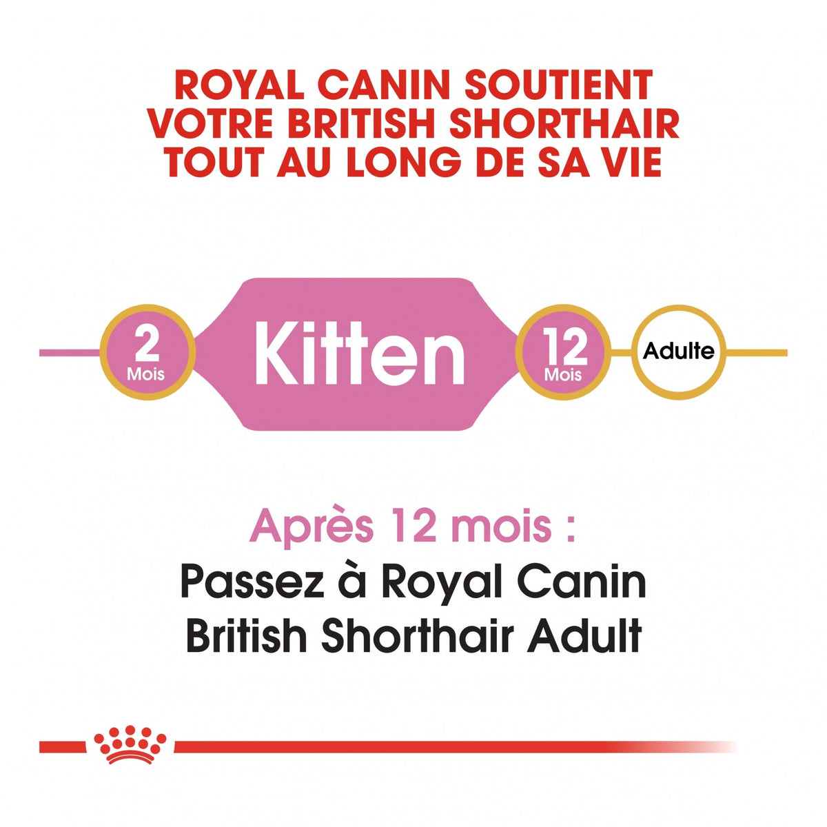 Royal Canin British Shorthair Kitten - croquettes chaton