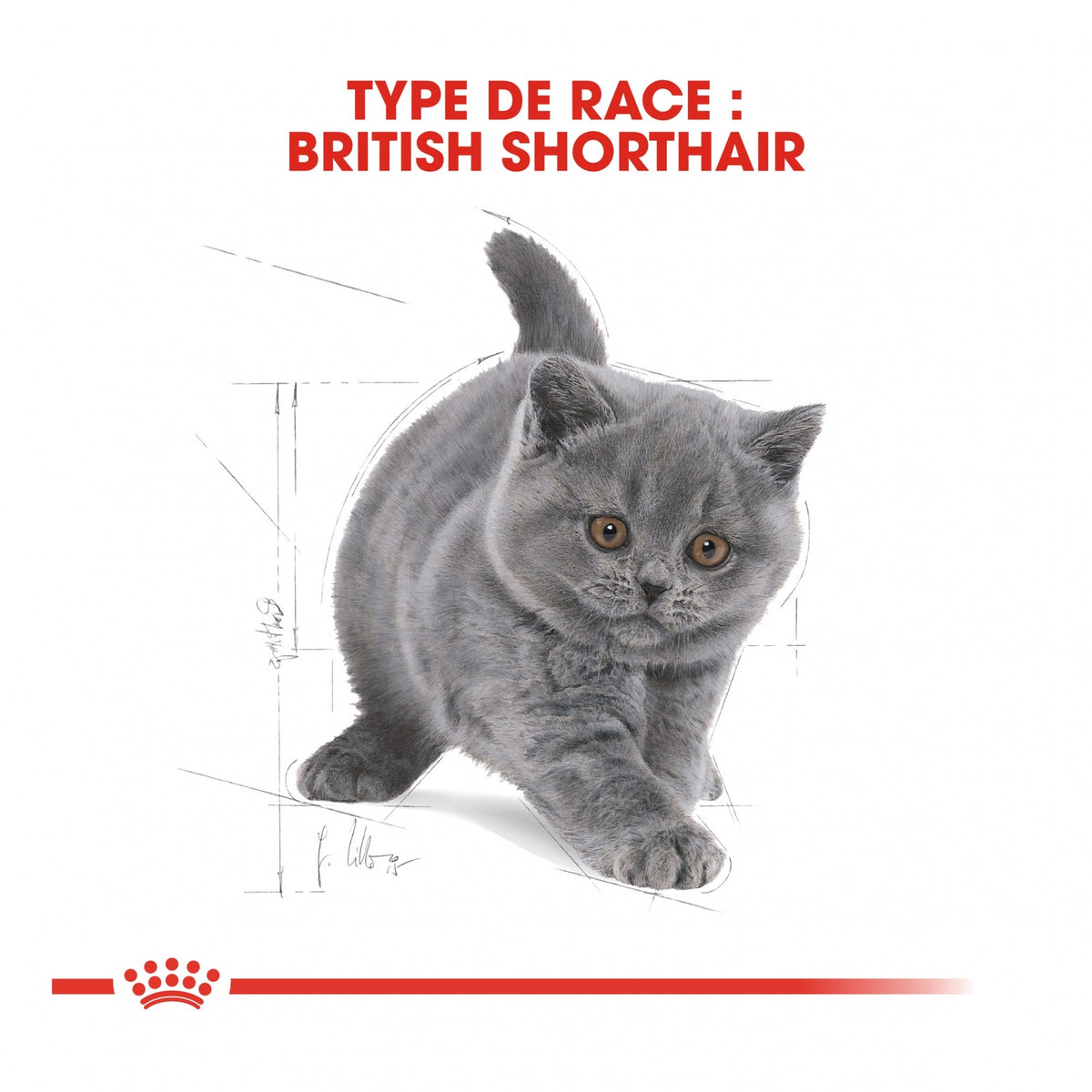 Royal Canin British Shorthair Kitten - croquettes chaton