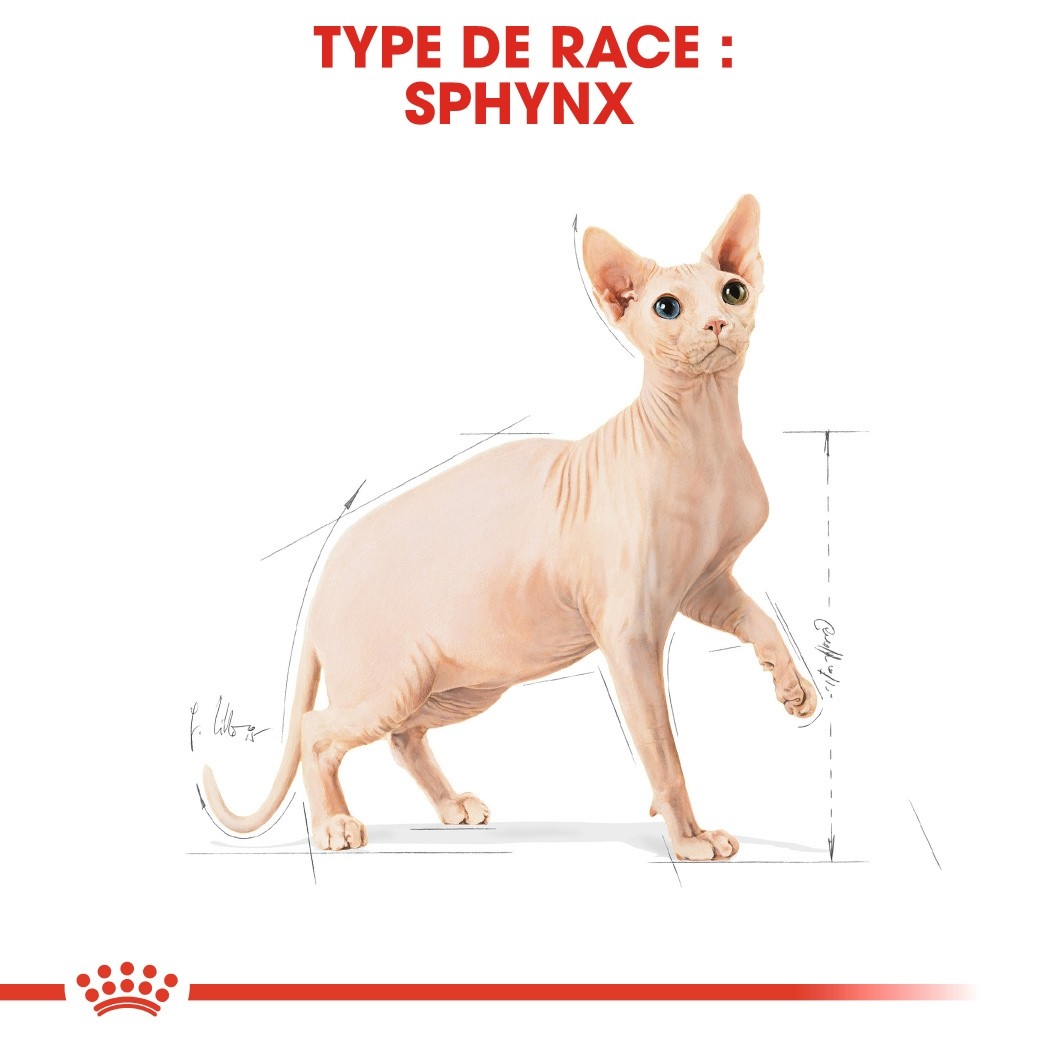 Royal Canin Sphynx Adult - croquettes chat