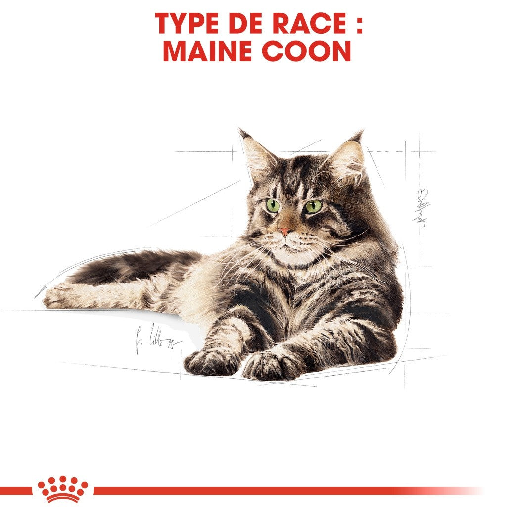 Royal Canin Maine Coon Adult - croquettes chat