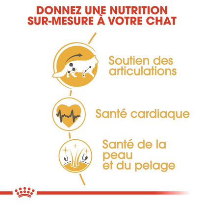 Royal Canin Maine Coon Adult - croquettes chat