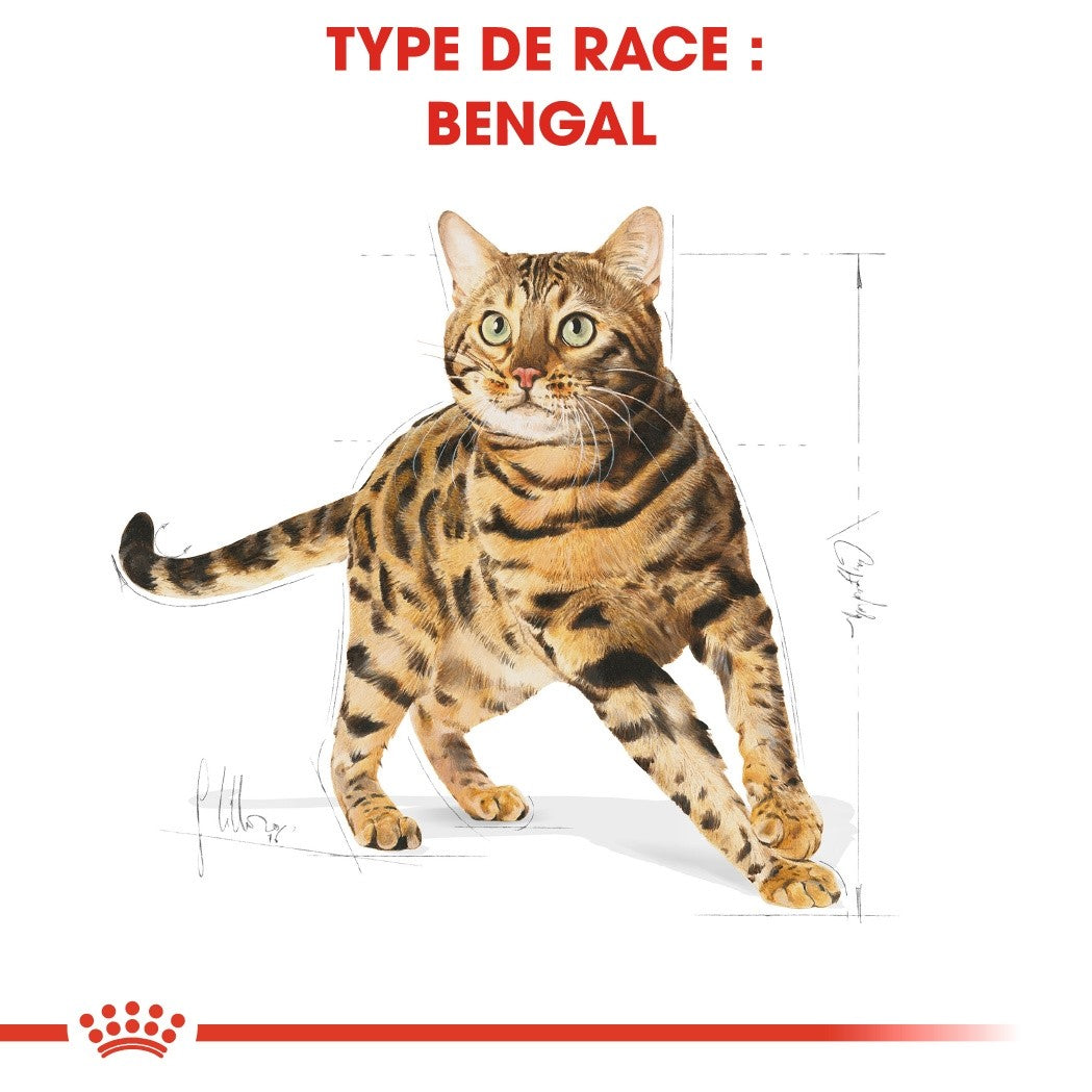 Royal Canin Bengal Adult - croquettes chat