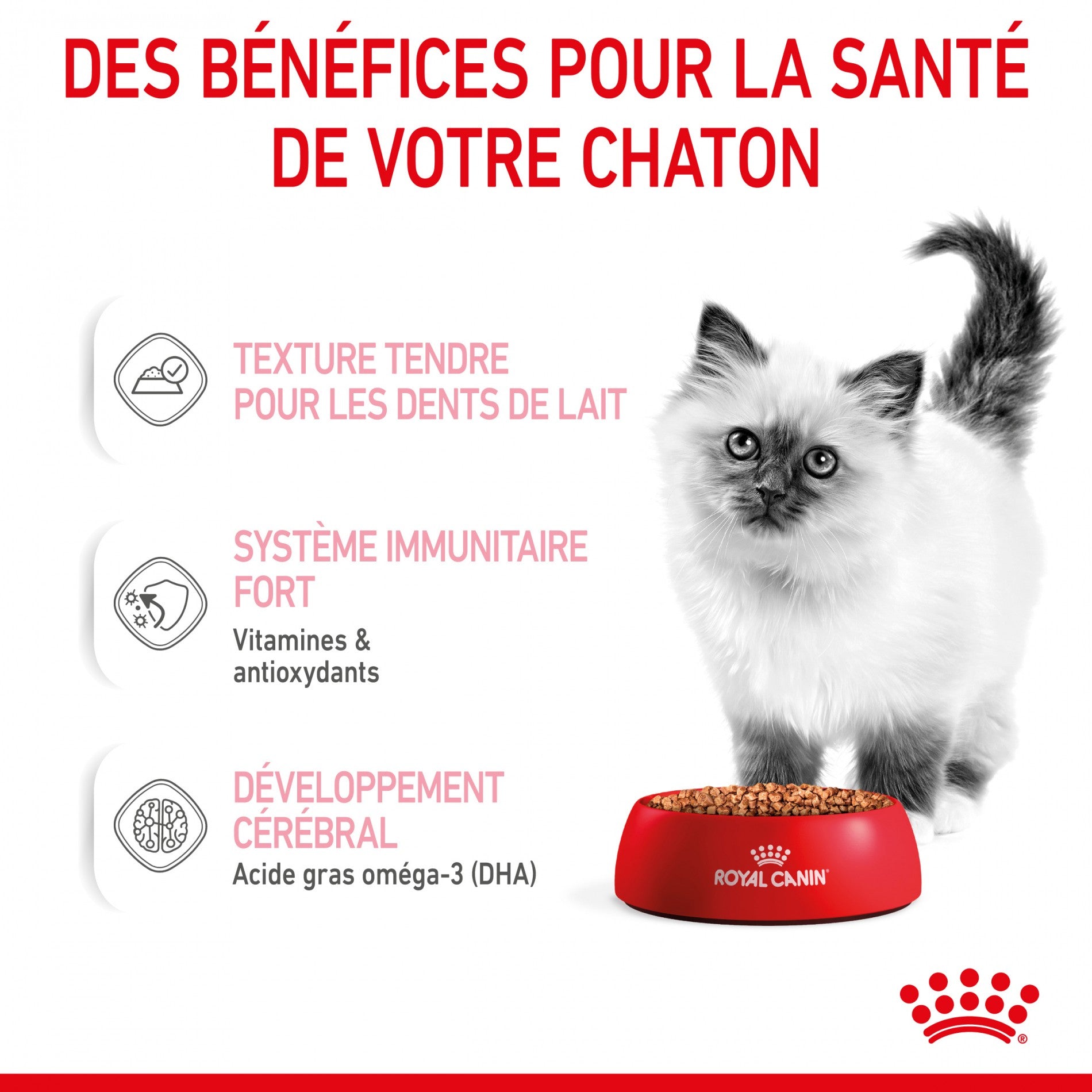 Offrez le meilleur départ dans la vie à votre chaton