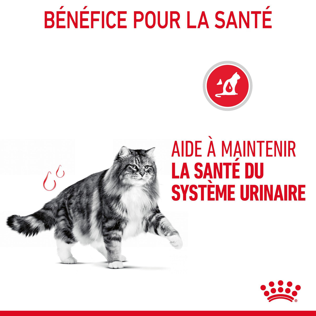 Royal Canin Urinary Care en gelée – pâtée chat