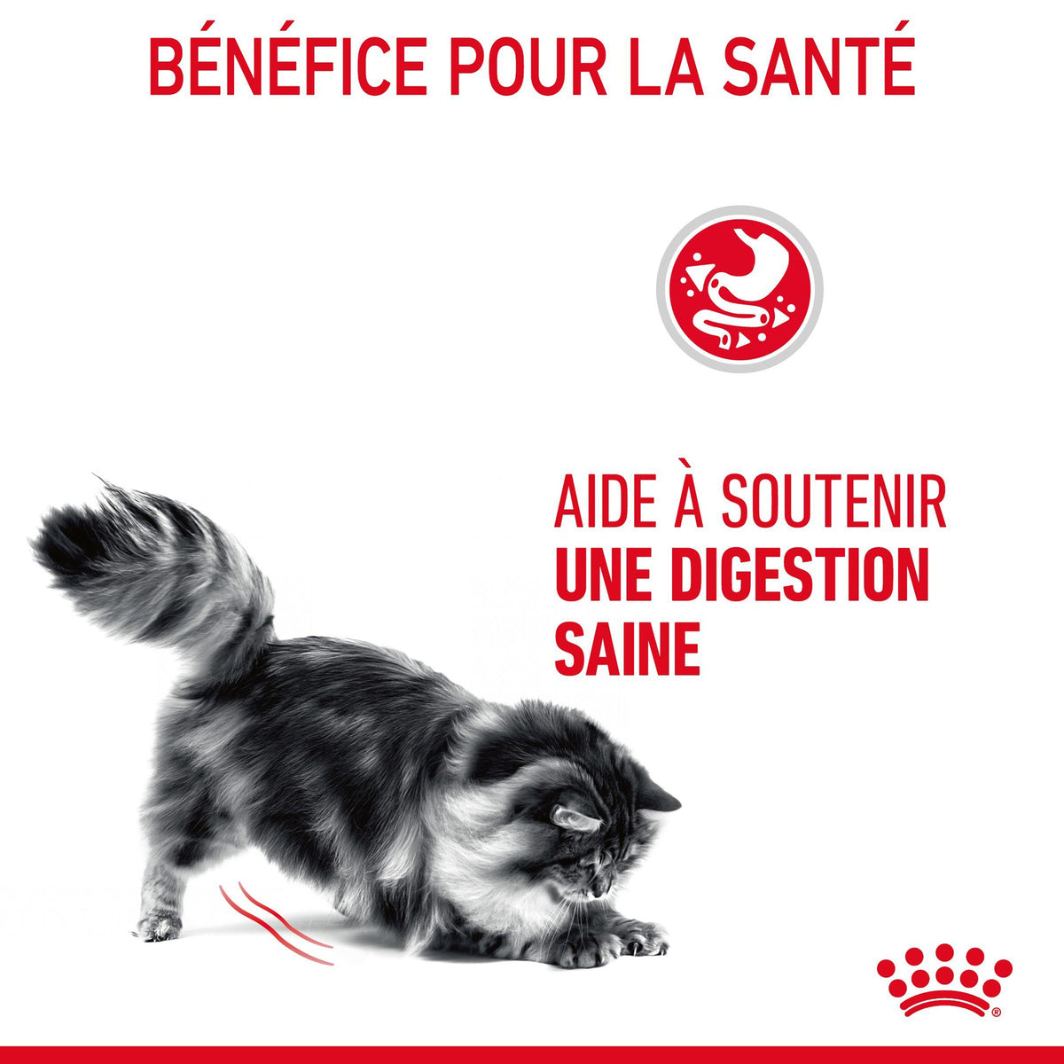Royal Canin Digestive Care en mousse - pâtée chat