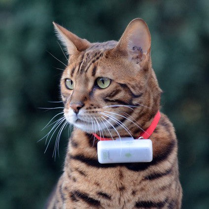 Traceur GPS Cats 2 chat